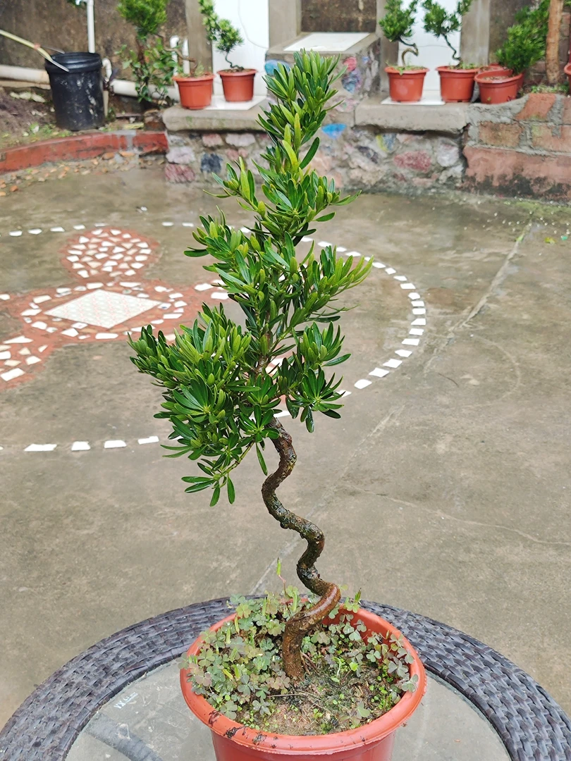 海岛菊花芯罗汉松树苗 菊花心罗汉松树苗 名贵红芽罗汉松庭院绿植