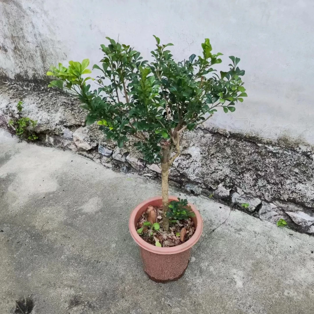 香水米兰四季开花浓香阳台花卉绿植常青老桩米兰花可盆栽可地栽