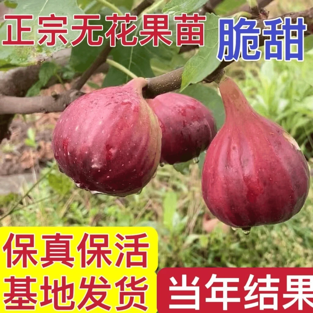 无花果花卉绿植盆栽苗阳台花卉庭院可以食用