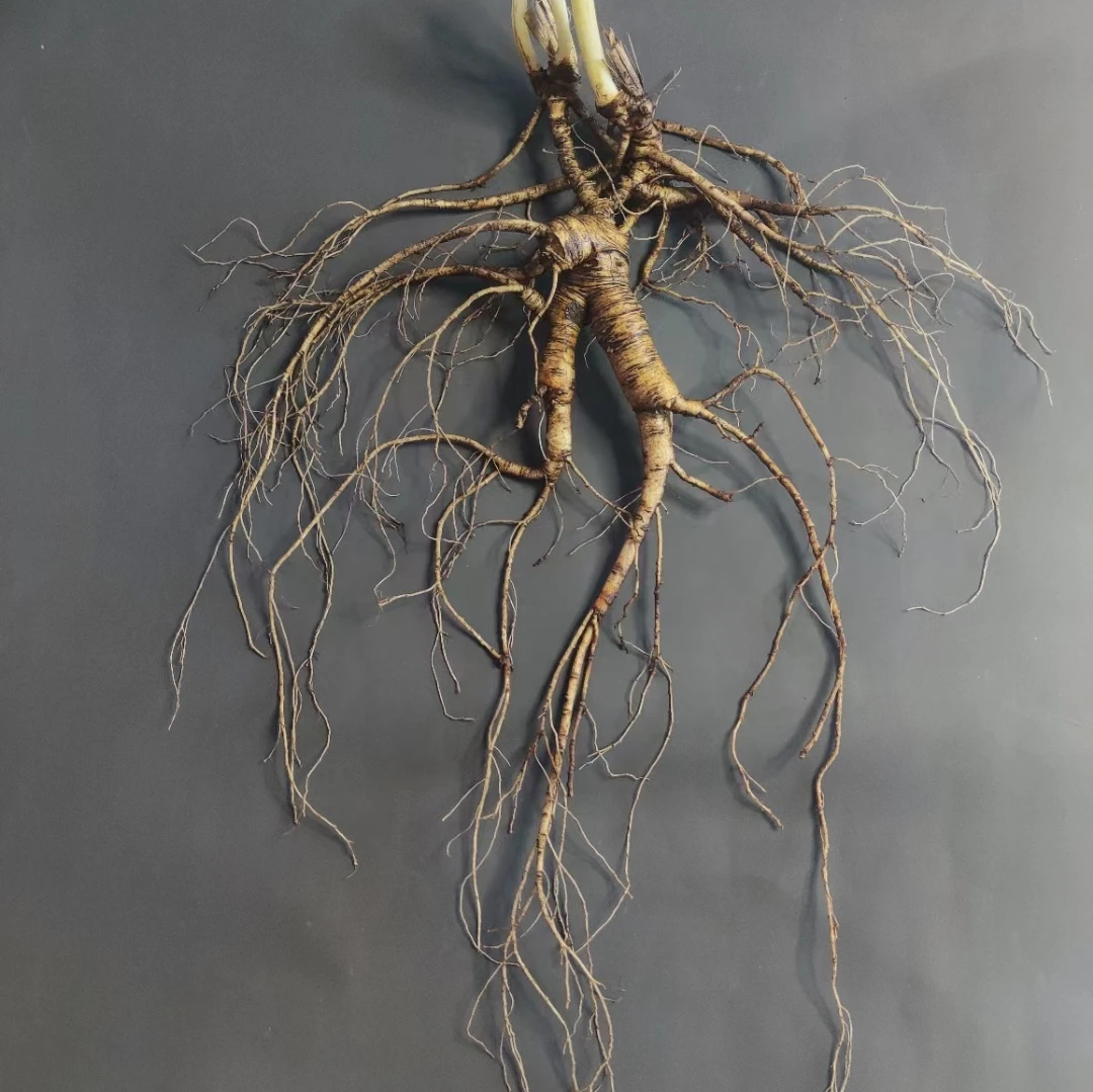 改价链接以实物为准长白山林下参泡酒泡茶煲汤鲜参自然正宗精选