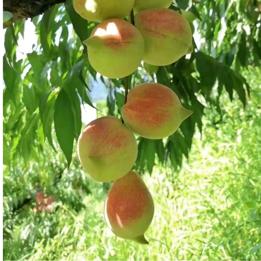 正宗广东连平鹰嘴蜜桃爽口清甜饱满鹰嘴蜜桃