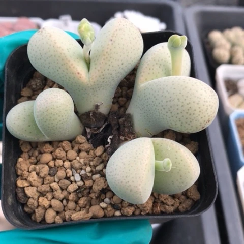 多肉植物 4头妖玉