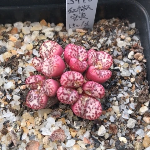 多肉植物 Y599C日系红椒