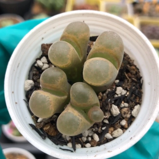 多肉肉锥 黄香蕉风铃