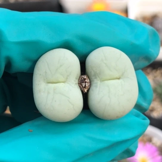 多肉肉锥 Sh433V嘴