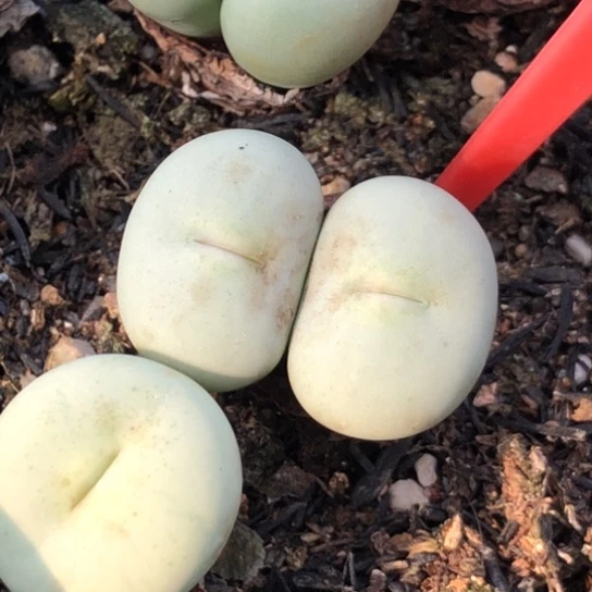 多肉肉锥 Sh433V嘴