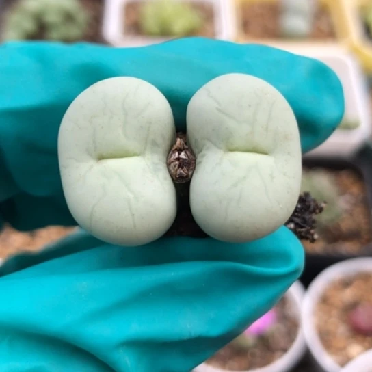 多肉肉锥 Sh433V嘴