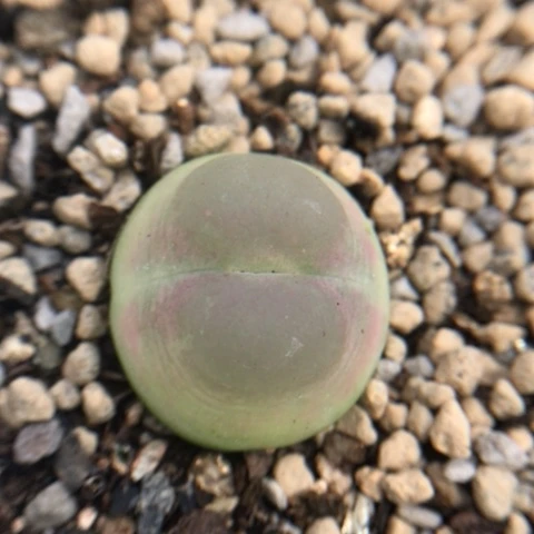 多肉植物 2.1Cm 紫皮拉登