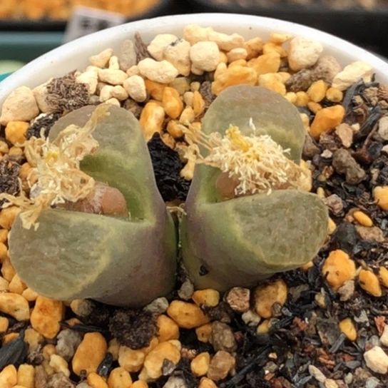 多肉肉锥 雪花窗磁铁