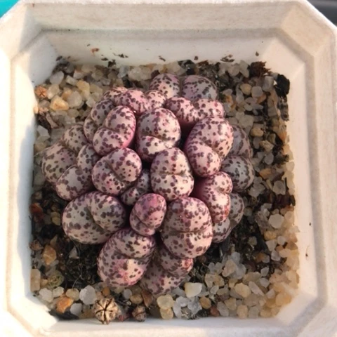 多肉植物 20头红椒安贞
