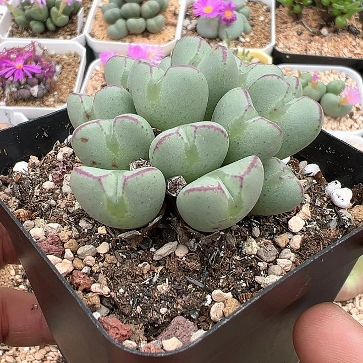 大眼睛 爱心少将15头