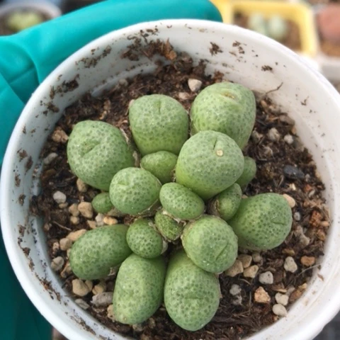 多肉植物 紫花青团16头