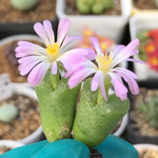 多肉肉锥 1810.22绿眼睛风铃