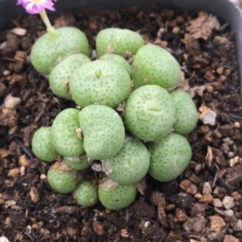 多肉植物 17头青团