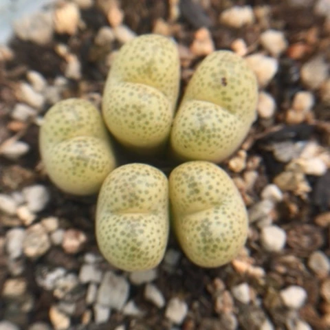 多肉植物 吕氏黄樱桃