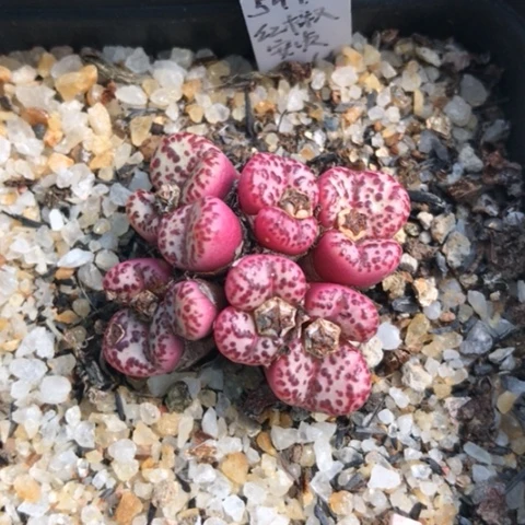 多肉植物 日系红椒