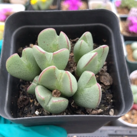 多肉肉锥 9头大眼睛少将