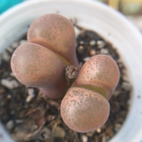 多肉植物 粉蛋糕风铃