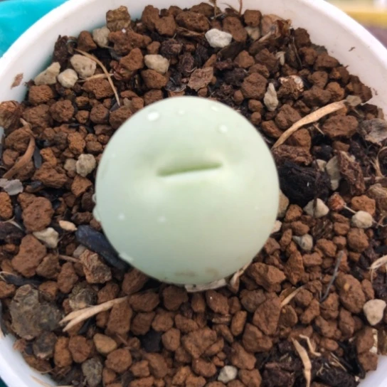 多肉肉锥 2.1Cm 鸽子蛋