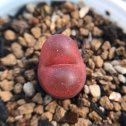 多肉植物 吕氏红宝石