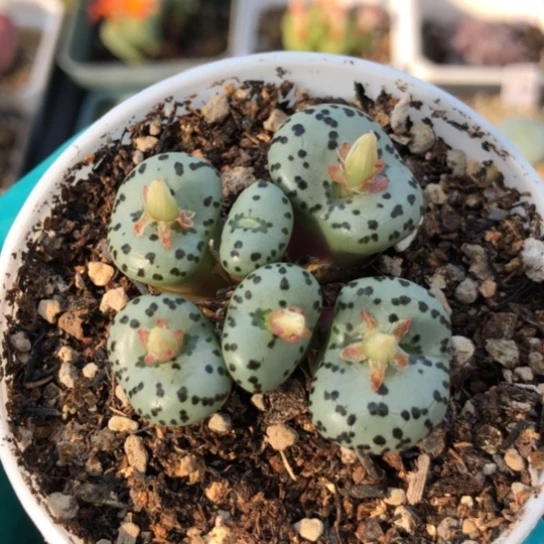 多肉肉锥 火龙果安贞