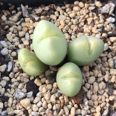 多肉植物 阿尔卑斯奶糖