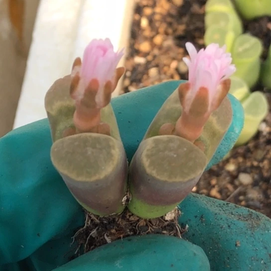 多肉肉锥 磁铁杂