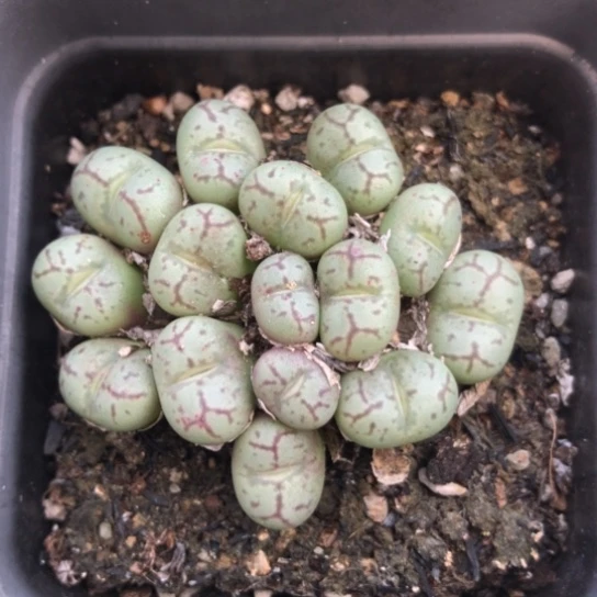 多肉肉锥 红纹青姬