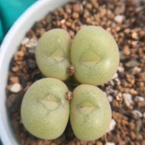 多肉植物 空卡佛