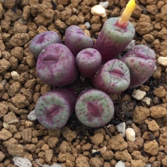 多肉肉锥 厚唇红嘴