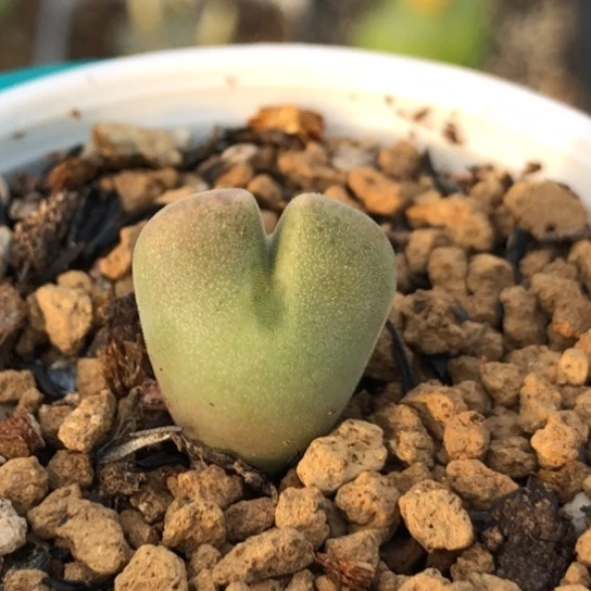 多肉肉锥 空蝉大眼睛