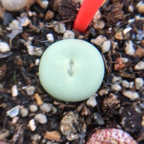 多肉植物 1.4Cm Ｖ嘴