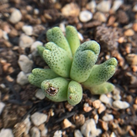 多肉植物 斑马 10头