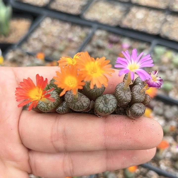 送奶工杂交 三色花