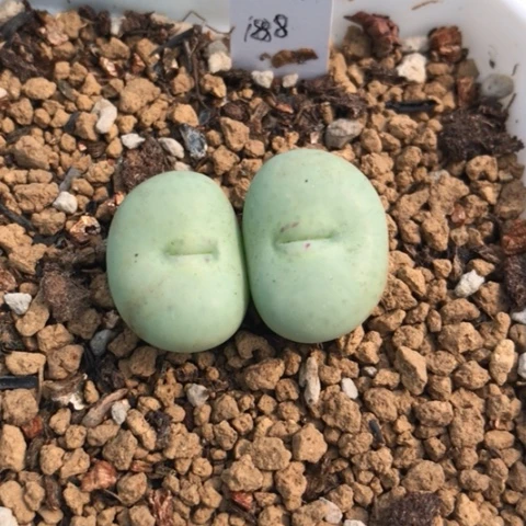 ?***呀多肉植物 433Ｖ嘴