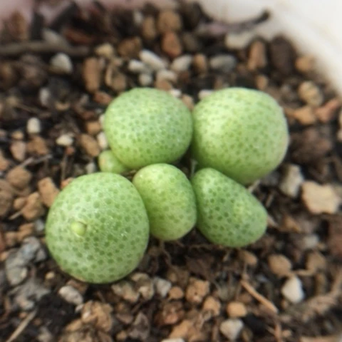 多肉植物 紫花青团