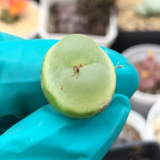 多肉肉锥 1.9Cm Sh1200拉登