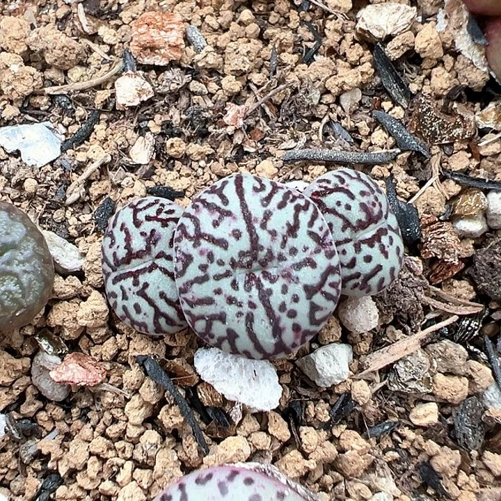 练手墨 多肉肉锥