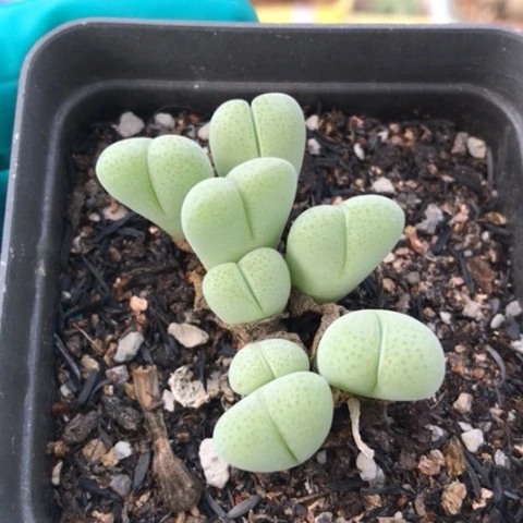 多肉植物 爱心虾钳