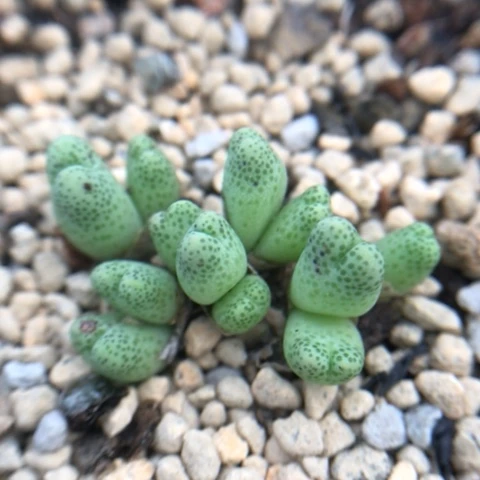 多肉植物 龙猫斑马