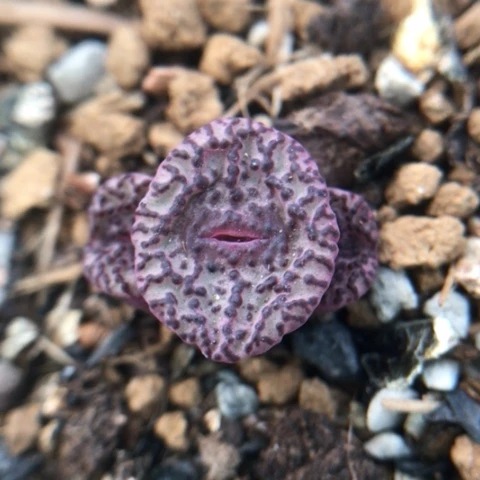 多肉植物 红椒安贞