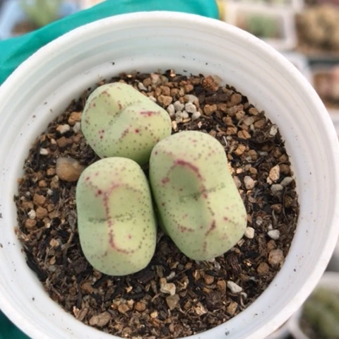 多肉植物 阿多福猴脸