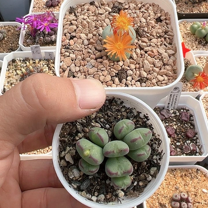 友**好专拍 多肉肉锥 带盆