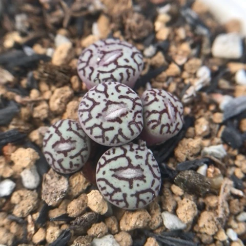 多肉植物 日系枝纹墨小锥