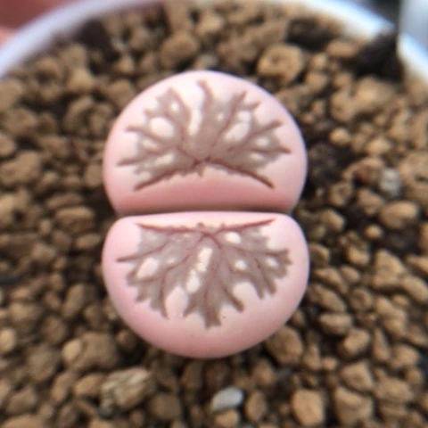 生石花 2.6Cm 粉菊