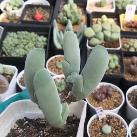 多肉肉锥 大白鲨