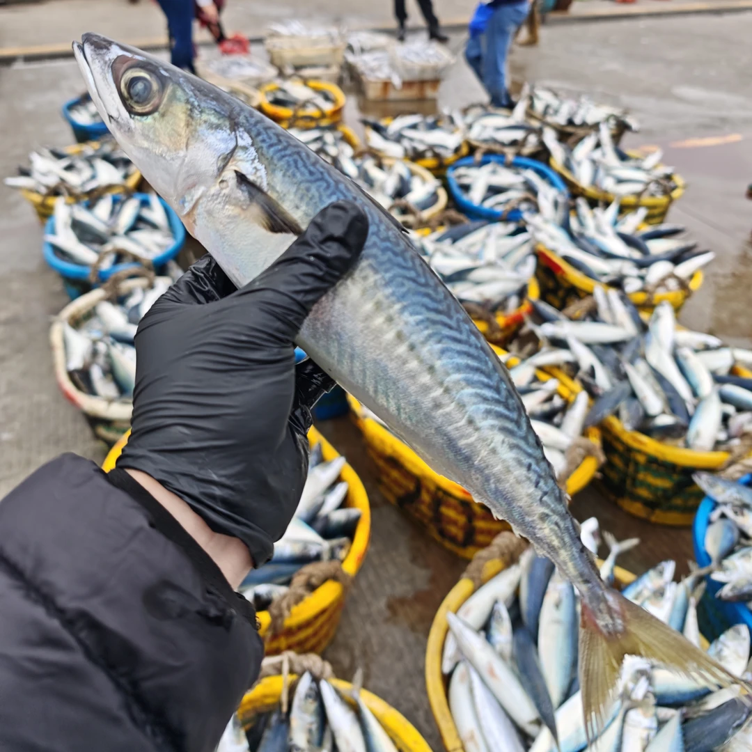 福建海捕新鲜青花鱼/花仙鱼一条斤左右到手5斤