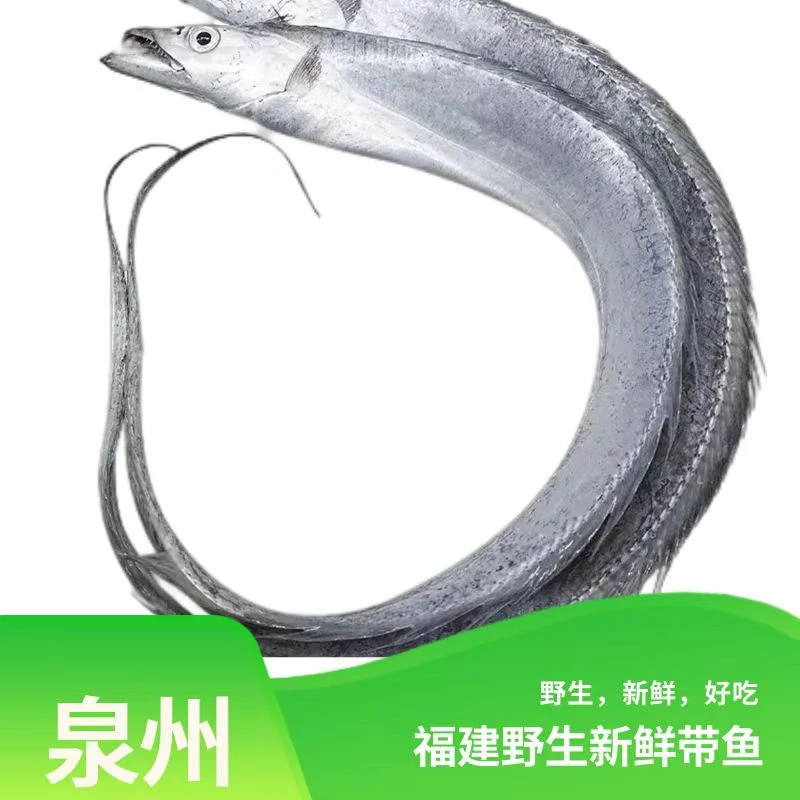 福建海捕小眼睛油带鱼 中规格一条半斤左右