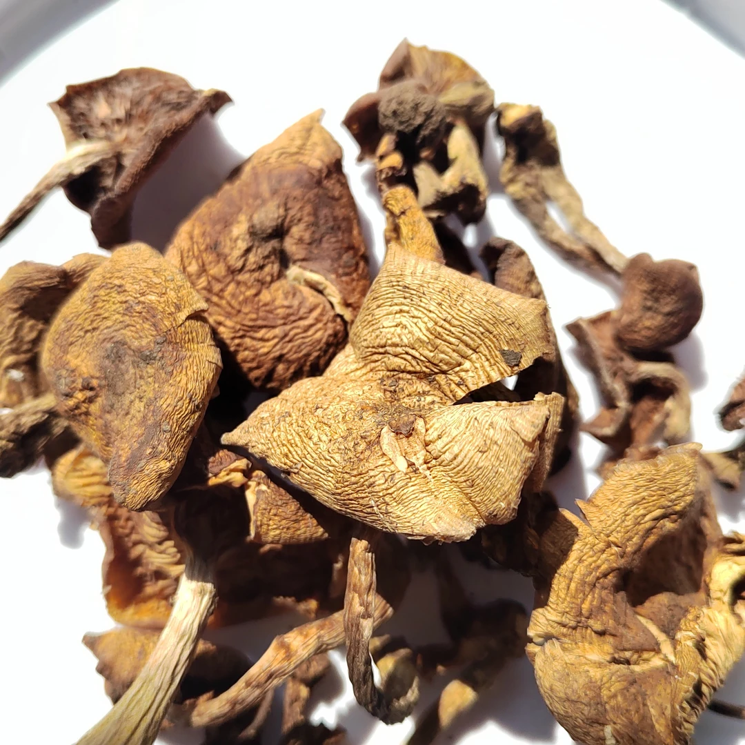 野生东北下雪榛蘑野蘑菇晒干一斤蘑菇小鸡干货炖鸡炖肉炖汤干蘑菇