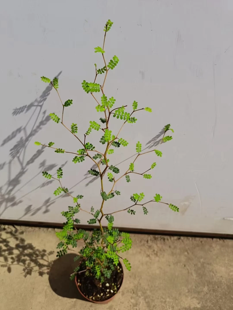 佛系童话树，高端，典雅，简洁，易养护，愿我们都能成为童话里的主角！